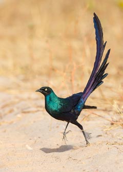 Picture &copy; Ashley Grove